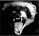 Ferret's Avatar